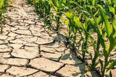 Stato di calamità danni causati alle produzioni agricole